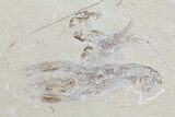 Fossil Lobster & Three Shrimps (Pos/Neg) - Lebanon #70447-3
